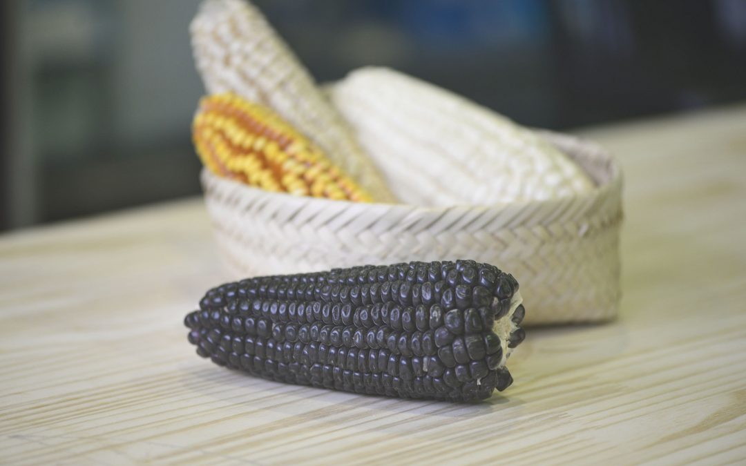 Te informamos sobre las propiedades del maíz en tortilleria del rio